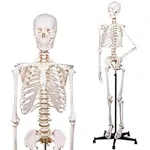 NLShan Human Skeleton Model for Ana