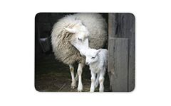 Sheep and Lamb Mouse Mat Pad - Farm Farmer Ewe Animal Computer #14142