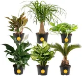 Costa Farms Live Plants | Pack of 6