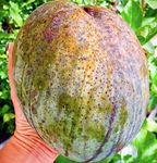 ONLINE PLANT BAZAR BRUNEI KING/4KG MANGO GRAFTED LIVE PLANT-B1