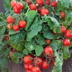 Tomato Plants