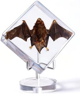 Taxidermy Bat, Real Bat Specimens, Taxidermy Animals in Resin with Base Display Stand for Science Classroom Education, Gothic Gifts for Fans of Taxidermy, Oddities, Biology, Home Office Desk Décor