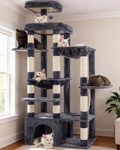 Heybly Cat