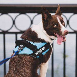 IDC Powerharness Dog Harness, Black, Size L – Adjustable & Durable