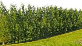 Hybrid Willow Tree Plants for Growi