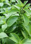 Gebdinsh Garden® Imported Stevia Herbs Seeds For Kitchen Gardening (Pack Of 100 Seeds)
