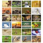 Pack of 24 British Wildlife Greeting Cards. Blank Cards and Envelopes. Eco-friendly Cards, Envelopes and Box. Blank Inside.