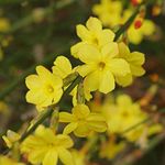 Jasminum Nudiflorum Winter Jasmine Deciduous Flowering Garden Climber | 9cm Pot