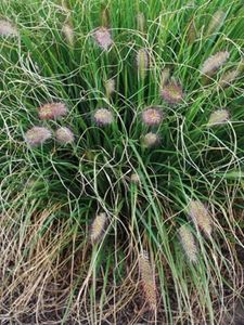 Perennial Farm Marketplace Pennisetum alop. 'Cassian' (Fountain) Ornamental Grass, Size-#1 Container, Green Leaves Tinged with Red