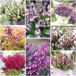 [x8] Winter Heather Erica Darleyensis Collection | Variety-Pack | Evergreen Shrubs | Pot Plants