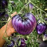 Ritz Farming® Imported Tomato vegetable seeds for Home and Gardening100 seeds (Purple Heirloom Tomato)