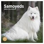 2024 Samoyeds Monthly Wall Calendar by Bright Day, 12 x 12 Inch Cute Dog Breed Gift