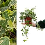 Large Yellow Variegated Hedera Helix - English Ivy Evergreen Shrub in 13cm Pot - Suitable for Indoor and Outdoor Use (1 Plant)