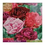 6 x Tulip Exotic Blend- Double Form Flowers- Resemble Peonies- for a Beautiful Spring Garden