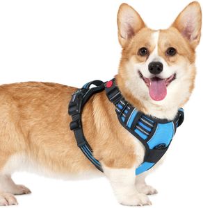 rabbitgoo Small Dog Harness, Sky Blue, Size M – No Pull Adjustable