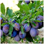 Merryweather Damson Tree 4-5ft, 6L Pot, Self-Fertile & Heavy Cropping 3fatpigs®