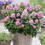 You Garden - Escallonia laevis 'Pink Elle' in a 2L Pot Evergreen Flowing Pink Potted Outdoor Garden Shrub Plant 25-30cm Tall in Pot