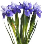 Romase Iris Flowers Artificial 6 Pcs Real Touch Long Stems (23.6’’) for Decoration Wedding Bridal Home Kitchen Party Décor Real Looking Flower Arrangements - Purple