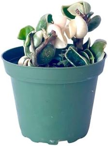 Live Plant Hoya Compacta Hindu Rope Variegated – 4” – Unique Trailing Houseplant with Twisted, Cream-Edged Foliage – Easy Care Indoor Plant