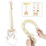 KoreTech Spine Model Life Size 34.6" Height, Spine Flexible with Vertebrae, Nerves, Arteries, Lumbar Column and Male Pelvis, Anatomy Model for Science Education, 2024 Newest Model