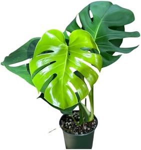 Monstera Deliciosa Live Plant With 4 Inch Pot - Monstera Swiss Cheese Plant - Split Leaf Indoor Plants Live Houseplants - Easy to Care Live Plants For Home, Office, Wedding Decor & Giftable