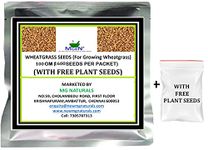 Mgbn The Path For The Healthier Life With Beauty Wheatgrass Seeds (For Growing Wheatgrass) 100 Gm (600 Seeds Per Packet) (With Free Plant Seeds)