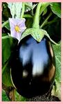 Rashmi Brinjal Black Round Seed for Home & Kitchen Garden (Egg Plant Seed) pack of 50 seed