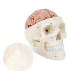 HINGONS Anatomy Human Skull Model with Detachable Brain, Life-Size Skull Model, Skull Can Be Split in 3 Parts and Brain in 8 Parts. Includes Product Manual