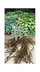 GARTHWAITE NURSERIES® : -UK Stockist : - 7 Hosta Pot Luck Plantain Lily Mixed Varieties Bare Root Perennial Plant Grade 1