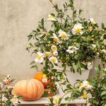 Camellia sasanqua ‘White’ – Pure White Flowers and Golden Anthers, Autumn to Winter Blooming, Fragrant Evergreen Shrub, Perfect for Garden or Patio Containers - 3 Litre Pot x1 by Thompson and Morgan