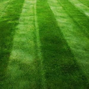 Dark Green Lawn Seed - Grass Seeds for a Green Lawn All Year Round - Hard Wearing & Fast Growing Mix - Garden Lawncare Guy (10kg - 400m²)