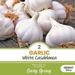 schone 2 x Garlic White Casablanca – Perennial – Easy to Grow Rewarding Crop – with Strong Flavour – Allium Sativum – for Your Beautiful Garden