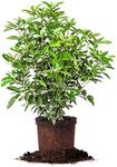 PERFECT PLANTS Tea Olive Live Plant