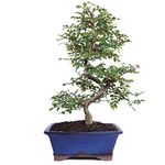 Brussel's Chinese Elm Bonsai - Medium - (Outdoor)