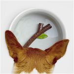 Suck UK | Ceramic Dog Bowl | Dog Water Bowl With 3D Stick | Feeding & Watering Supplies For Dogs | Dog Bowls For Adult Dogs & Puppies | Novelty Dog Accessories & Puppy Accessories | Dog Gifts