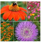 Save 30%! Monarch Butterfly Garden Seed Kit by Caribou Seed Company - 4 Flowers - Butterfly Bush, Butterfly Weed, Centaurea, Cosmos - Fresh Canadian Seed
