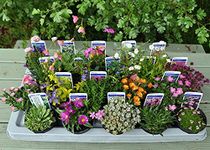 20 Different Alpine Rockery Plants in 9cm POTS ~ Quality Alpines Direct from Specialist Grower in Lincolnshire