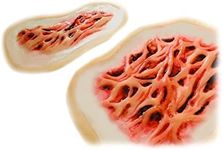 Pack of 2 Burn Wounds SFX Silicone 