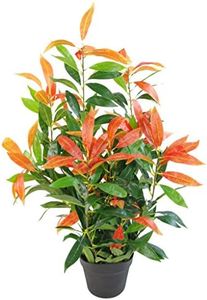 Leaf Pianta artificiale di ficus, Photinia rosso verde, 80 cm