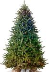 Balsam Hill 7ft Pre-Lit Classic Blu