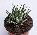 Bhajanlal Greenery Live Zebra Plant, Haworthia fasciata Live Plant, Small Indoor Live Succulent plant For Home Decoration with 4 Inches Golden Pot