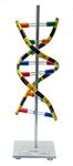 Navkar Systems DNA Model on Stand, Demonstration Project Tinkering LAB Model Learning Material (Pack of 1)