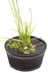 PondPlantsUK - Complete Patio Pond Set - Dwarf Lily - 3 Marginal Plants - Pots and Compost - Just Pot up and add Water