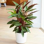 GardenersDream Calathea Elgergrass Plant - Healthy Air Purifying Indoor Plant - Live Indoor Potted Plant for Shelves, Desks, and Window Ledges - Gifts for Plant Lovers (30-40 cm incl. 12 cm Pot)