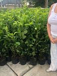 10 Cherry Laurel Hedging Evergreen Plants Fast Growth 3-4ft Large 5 Litre Pots Sunnyside Nurseries