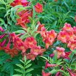 Red Tecoma Tikoma Trumpet Vine, Bignonia Esperanza, Trumpet Creeper, Campsis Radicans, Woody Vine Flower Plant With Black Plastic Pot (red tecoma)