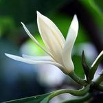 White Champa Flower Plant (GRAFTED) Swarna Champa| Sada Swarna Champa|Sonchafa Flower |Michelia Hirwa Chafa| Magnolia Champaca|Champak Chafa Flower Plant Pack Of 1 Hybrid Healthy Live Plant