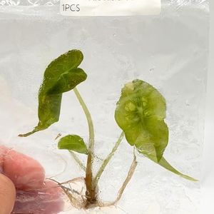 Alocasia Venom Tissue Culture Plant | Alocasia Venom Roots | Indoor Tropical House Plants Gifts | Cutting Outdoor Houseplant Elephant Ears (Heat Pack Included)