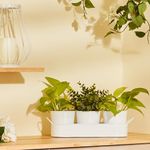 Amazon Brand - Solimo 3 Planters with 1 Tray (Farmhouse Design | White Planter)