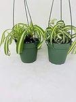 *Two Bonnie Curly Spider Plant Easy